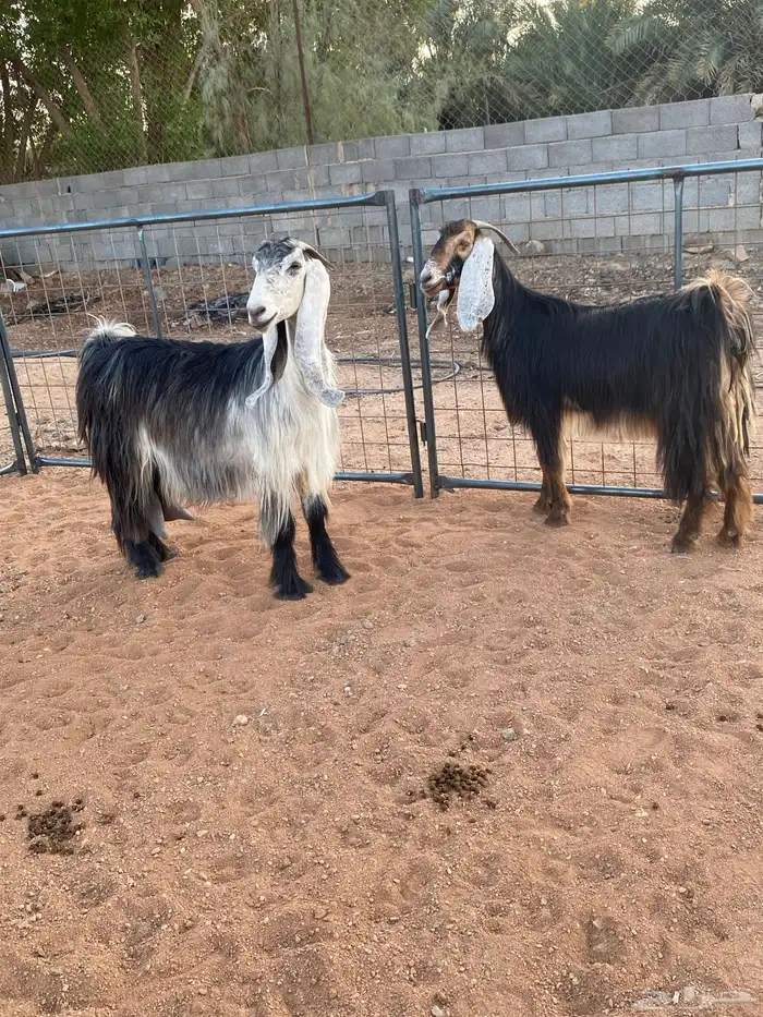 معزا عوارض رباعيات دفيع (تم البيع) 14