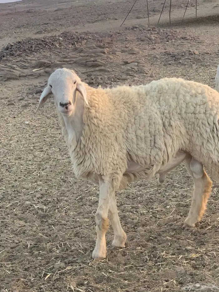 طلي صنف مشروط 2
