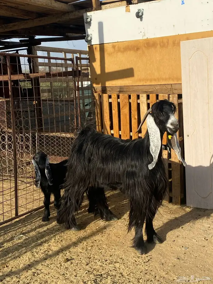 عنز عارضيه صنف فاخره(تم البيع ) 6