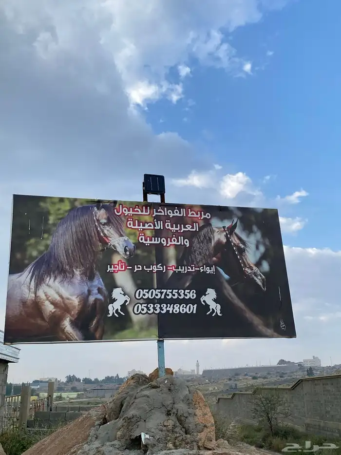 إيواء -تدريب -ركوب حر-تأجير 0