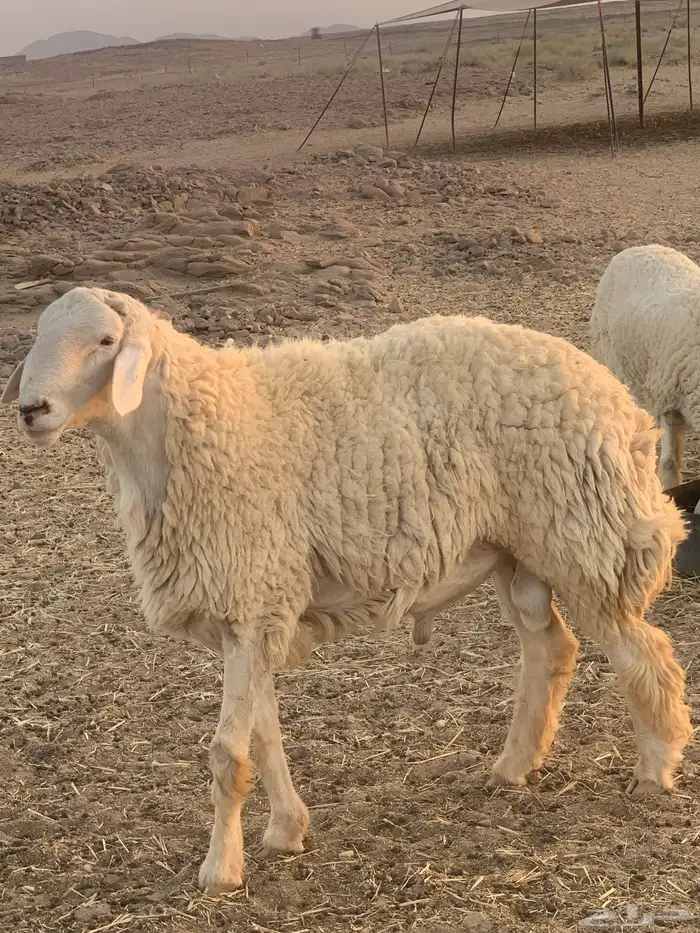 طلي صنف مشروط 1