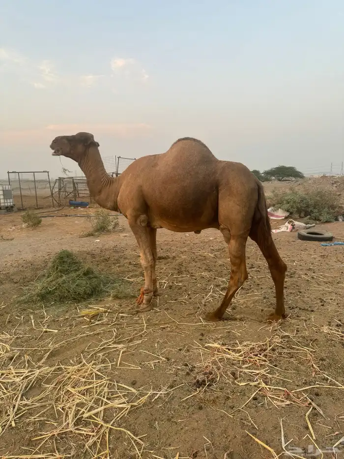 بعير ساحلي ساس حليب وديس 2