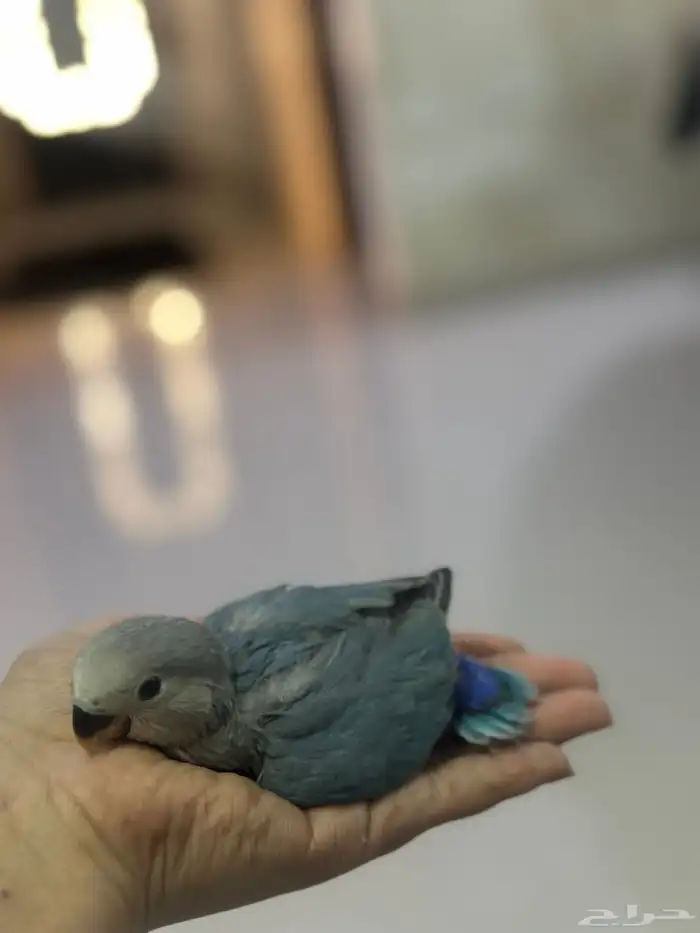 فروخ روز اليفين   انباعو كلهم 0