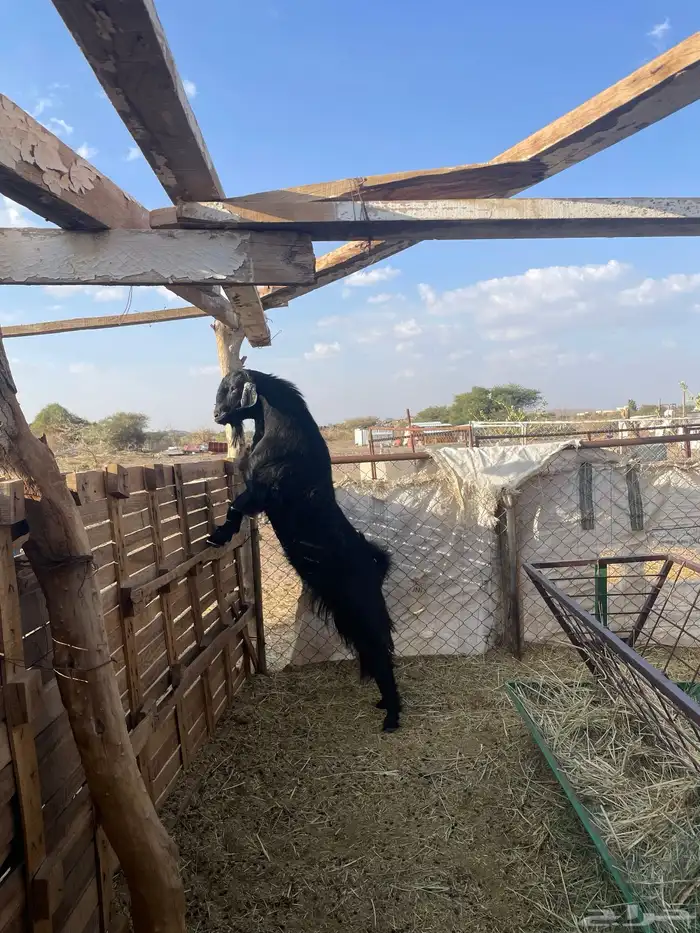 مشروع فحل تيس حبشي اصيل 8