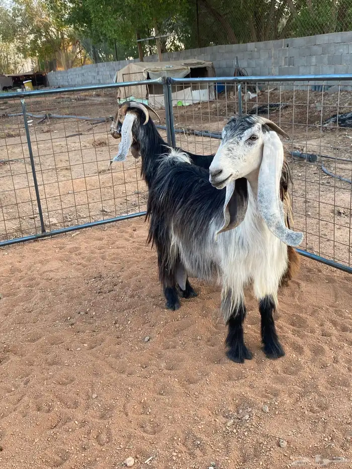 معزا عوارض رباعيات دفيع (تم البيع) 5