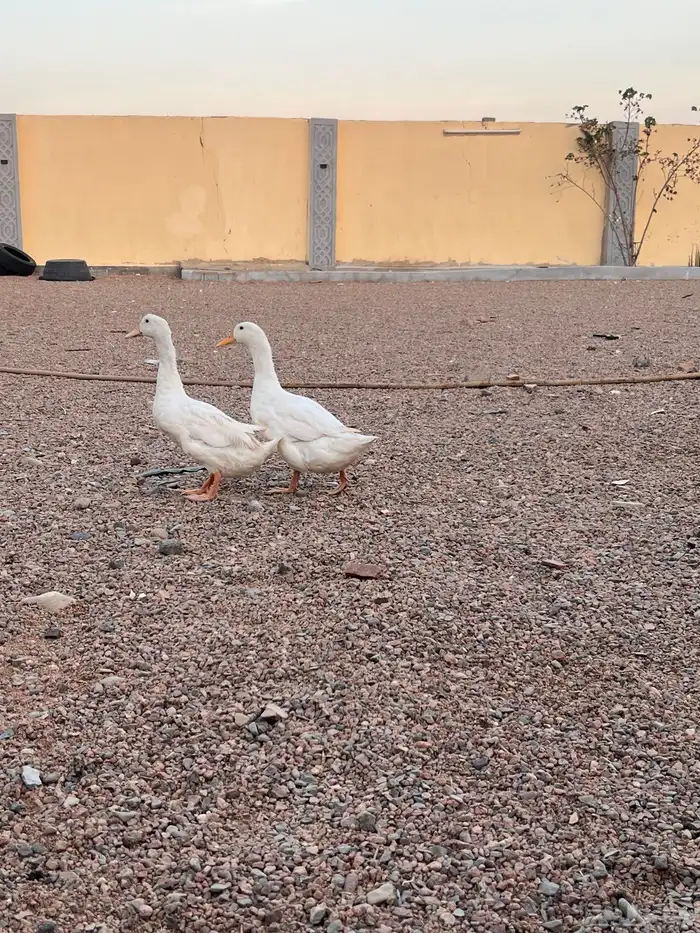 بط بكيني   ديك بكستان 2