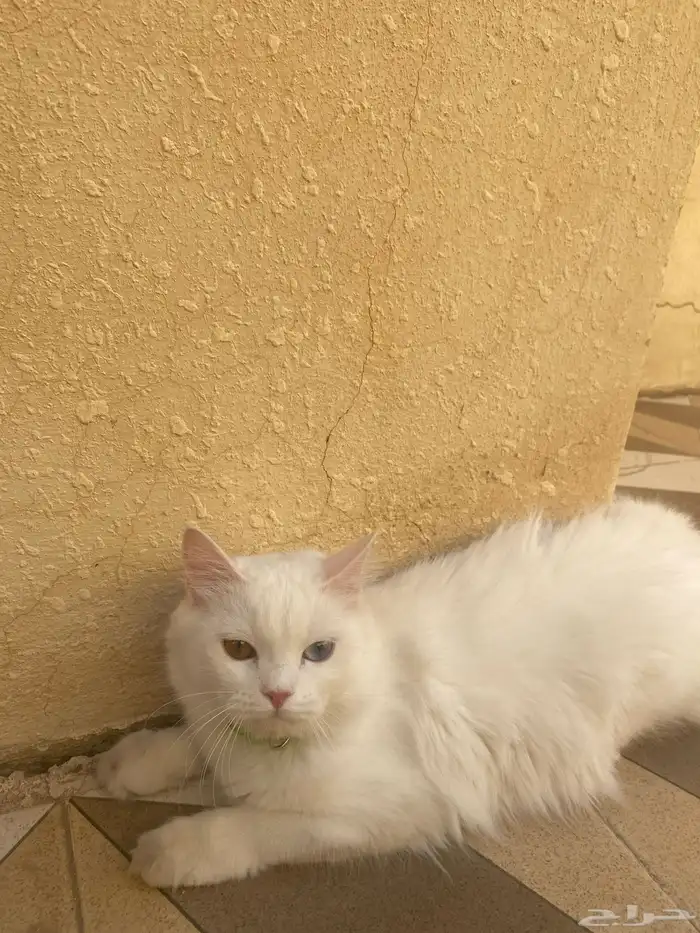 بسه عمره11 شهر النوع الام شيرازي الأب بريطاني 0