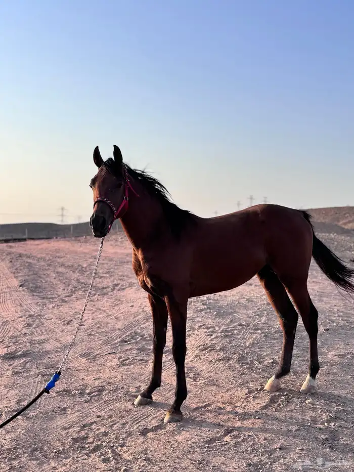 مهر للبيع العمر سنه 8شهور 3
