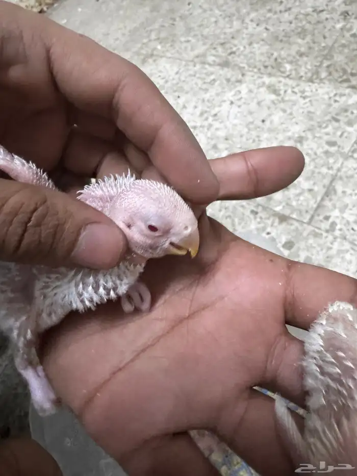 فروخ روز الالبينو صافي سعر 95 ريال يوم الوطني تواصل واتس 2