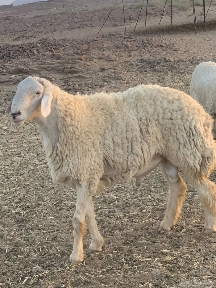 طلي صنف مشروط 0