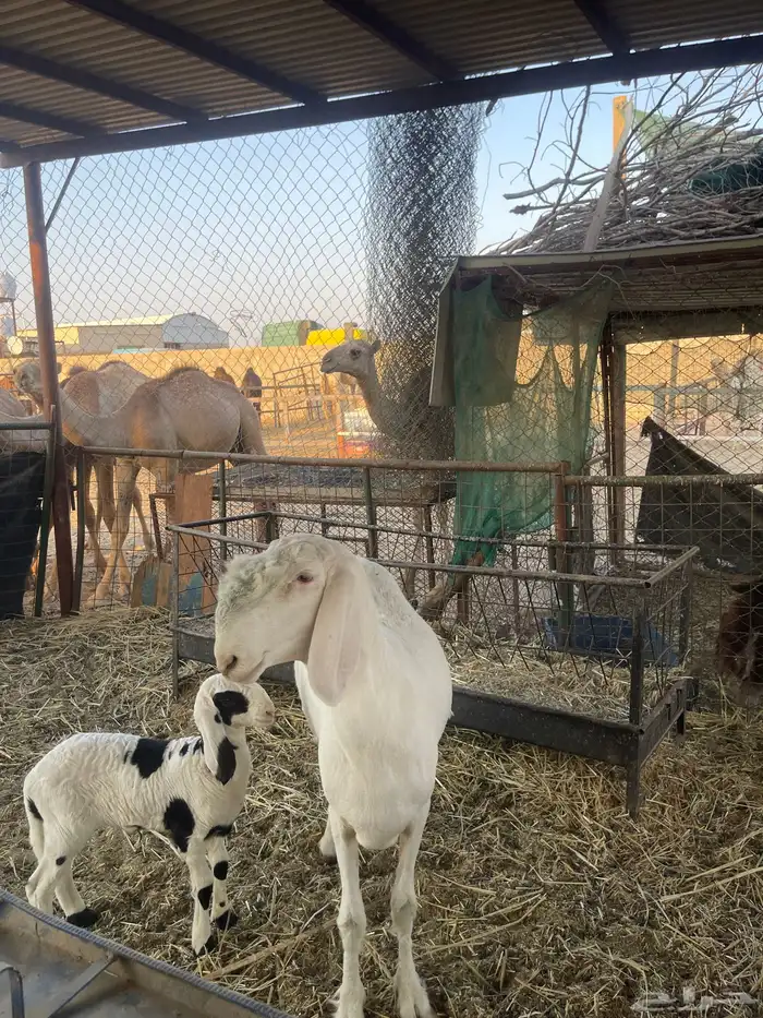 رخل سواكنيه صنف للتفاوض اتصال فقط علي رقم 2
