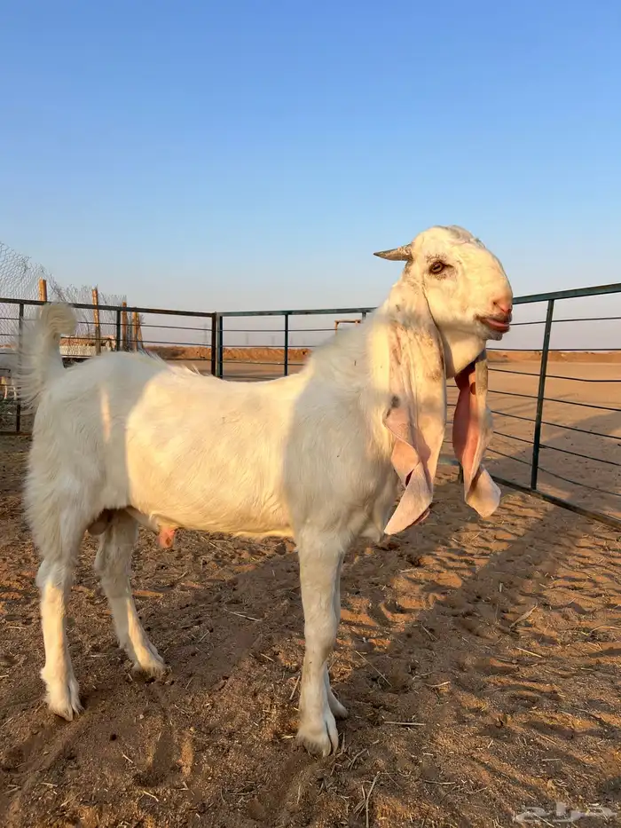 مشروع فحل مطور 0