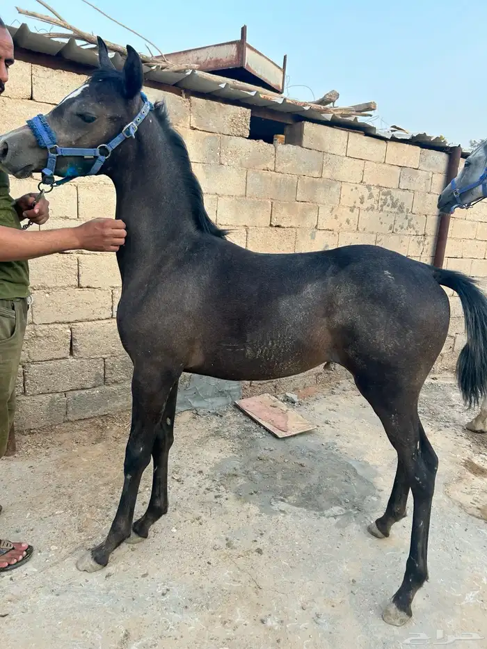 مهره شعبيه شيخه 0