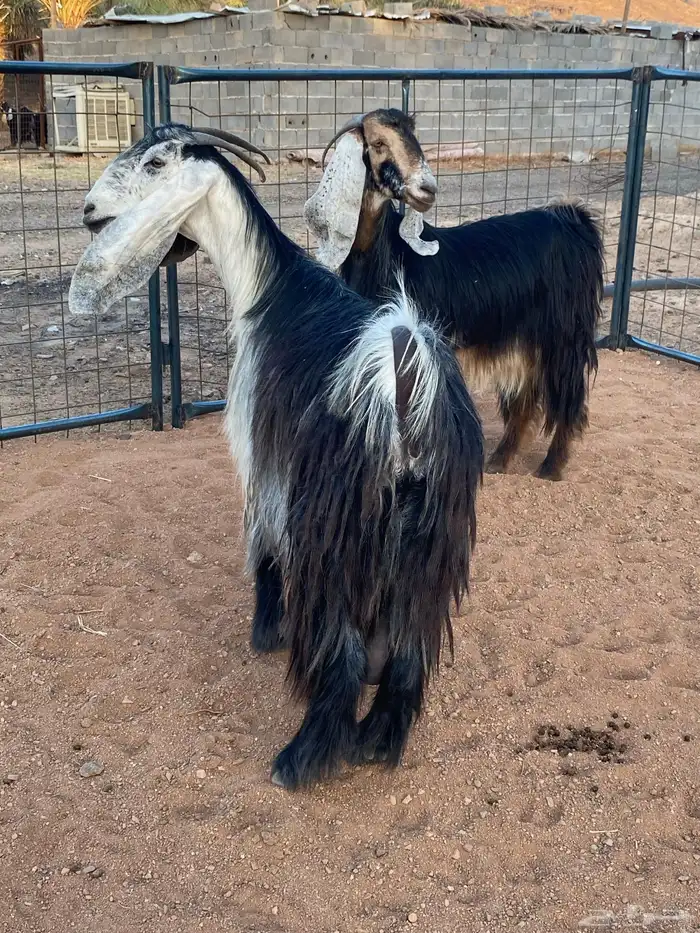 معزا عوارض رباعيات دفيع (تم البيع) 8