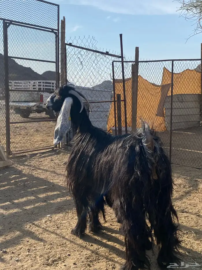 عنز عارضيه صنف فاخره(تم البيع ) 9