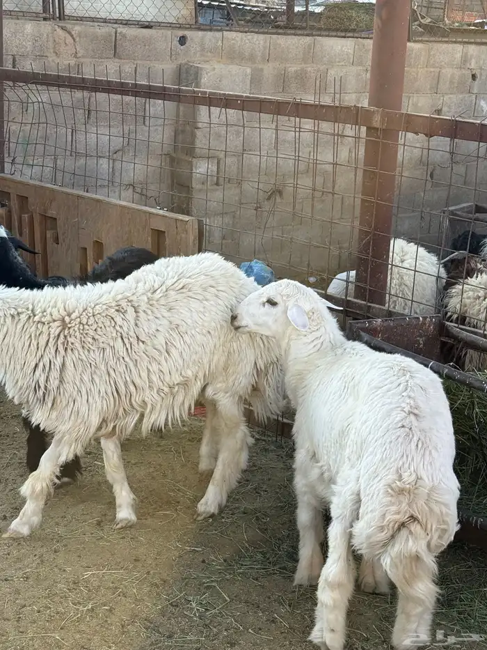 طليان وتيوس ذبايح نظيفه ع الشرط ( سلخ وتوصيل ) 3