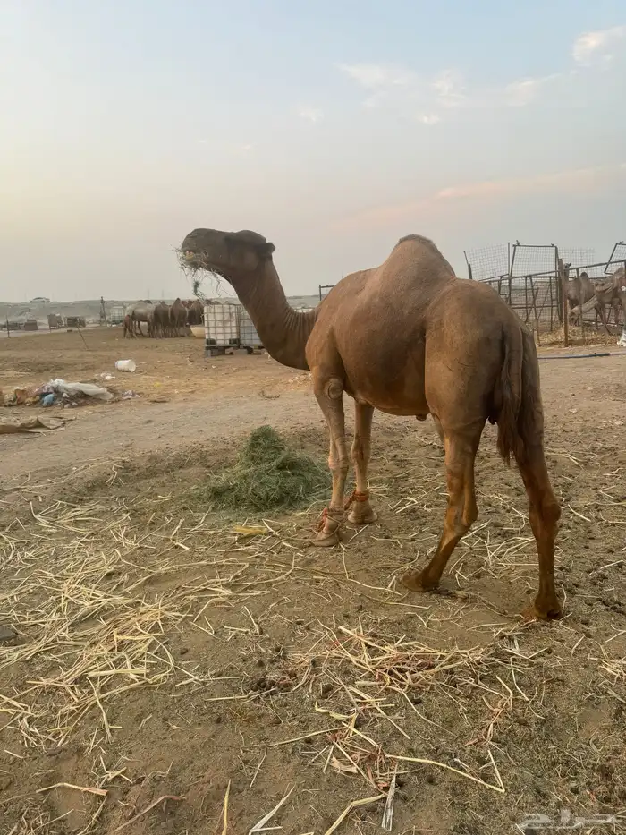 بعير ساحلي ساس حليب وديس 4