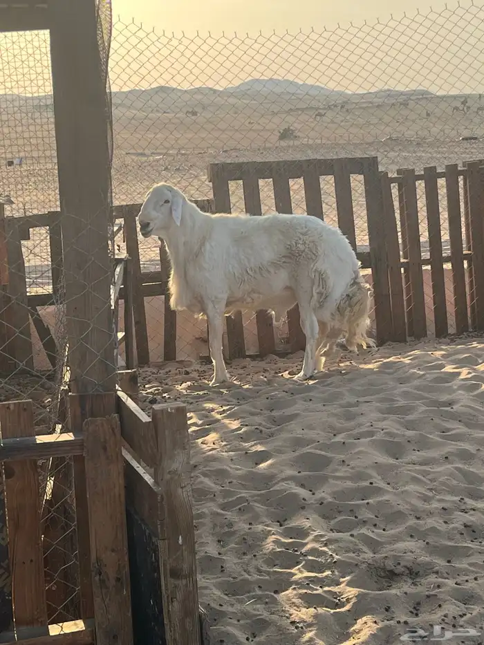 فحل حري صنف وطيب مشاءالله 2
