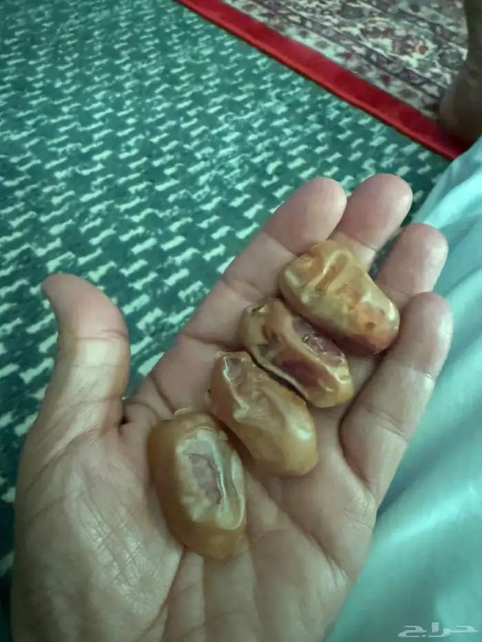 تمر اخلاص للبيع 0
