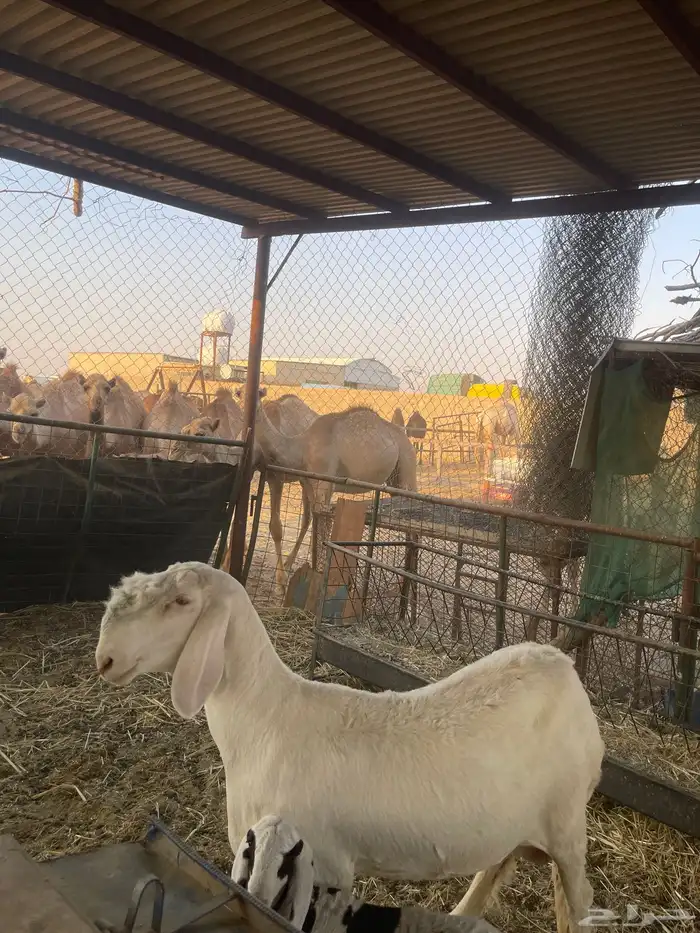 رخل سواكنيه صنف للتفاوض اتصال فقط علي رقم 1