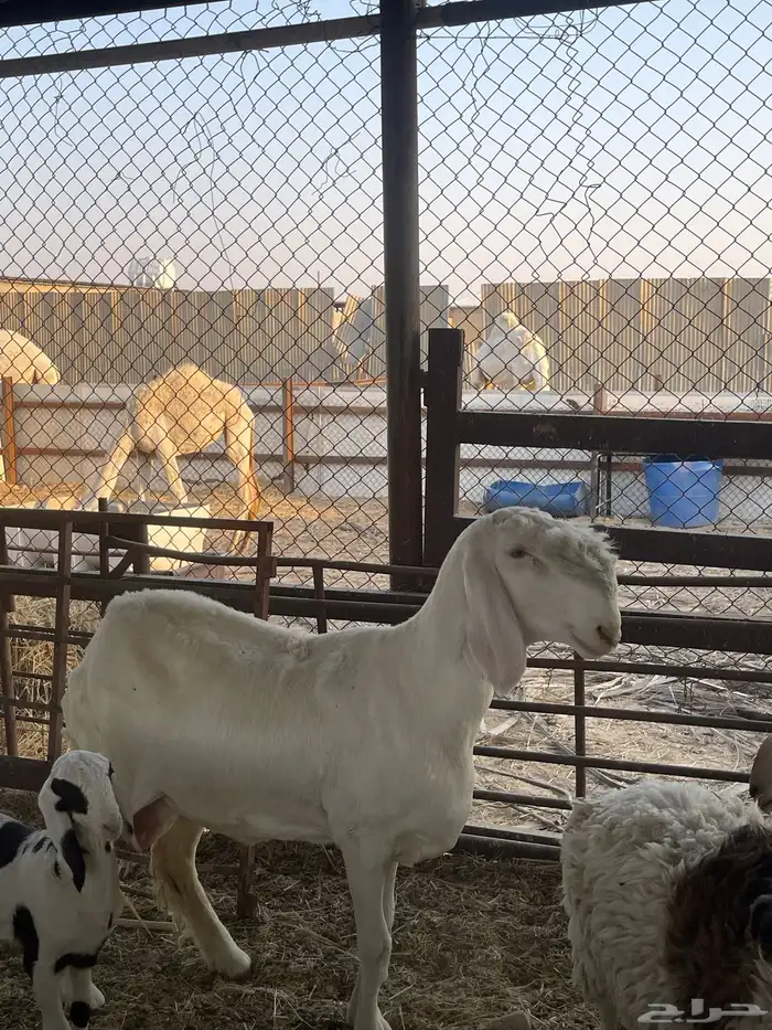 رخل سواكنيه صنف للتفاوض اتصال فقط علي رقم 0