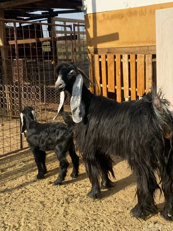 عنز عارضيه صنف فاخره(تم البيع ) 10