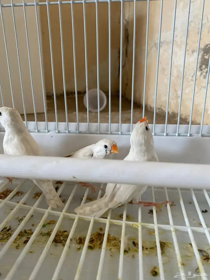 ثلاث اناثي طيور زيبرا 1