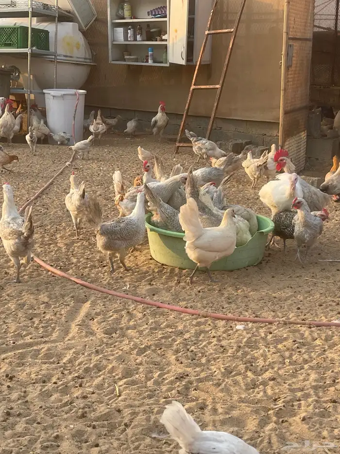 دجاج فيومي المنيوم وشبابي وذهبي ( تم البيع ) 4