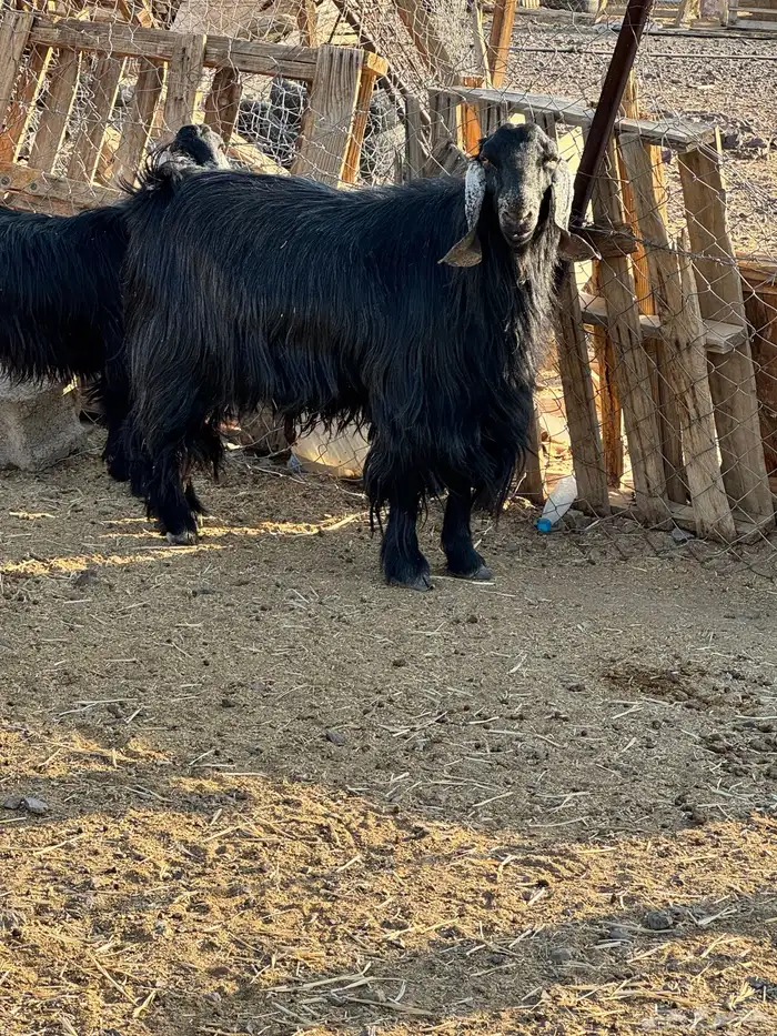 تيس فحل للبيع 0