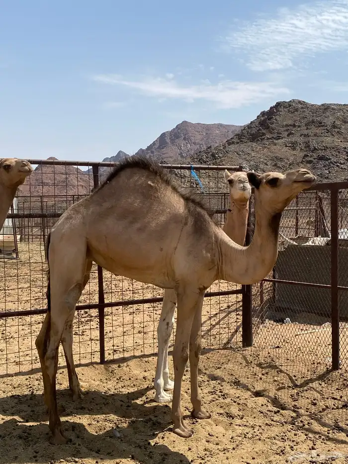 بكره ما شاء الله تبارك الله 1