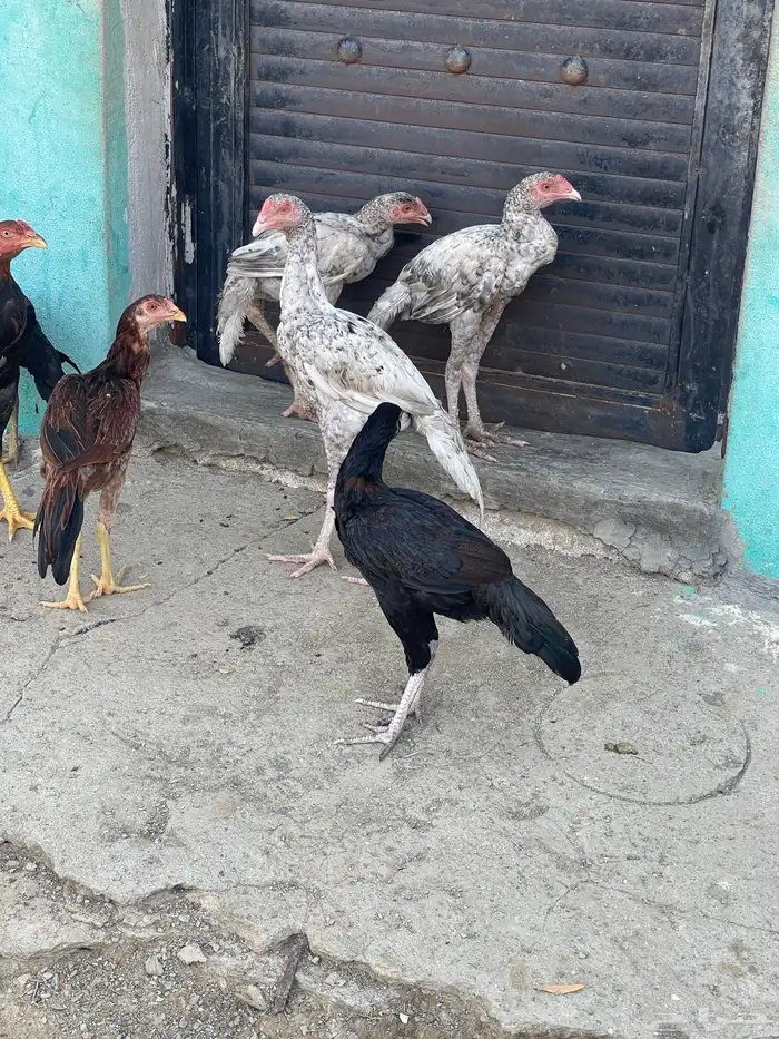دجاج سندي 0