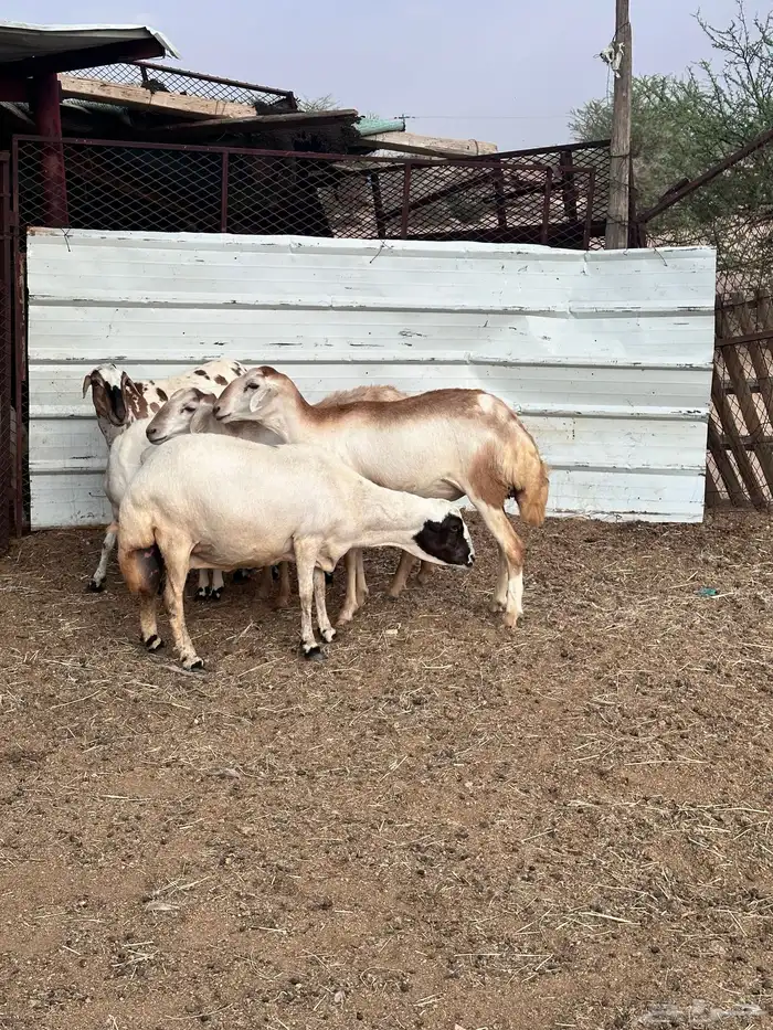 ضان هجين مع رفيد 6