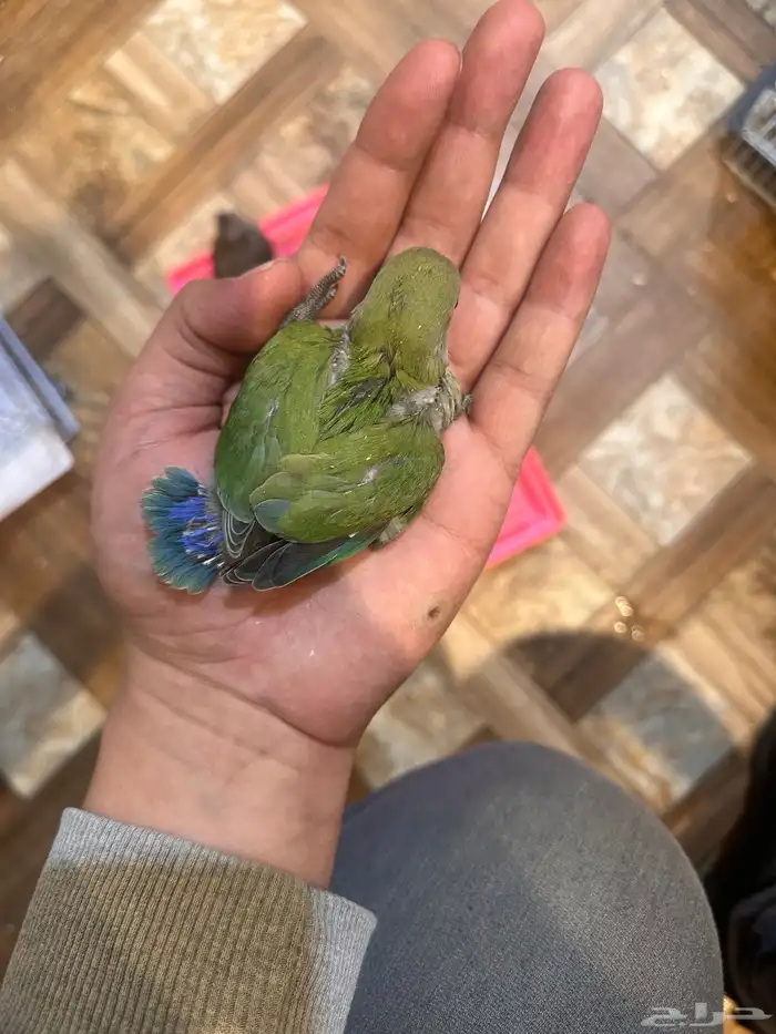 فروخ روز 4