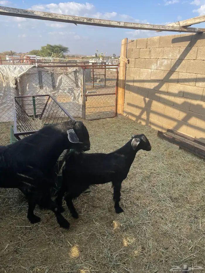مشروع فحل تيس حبشي اصيل 10