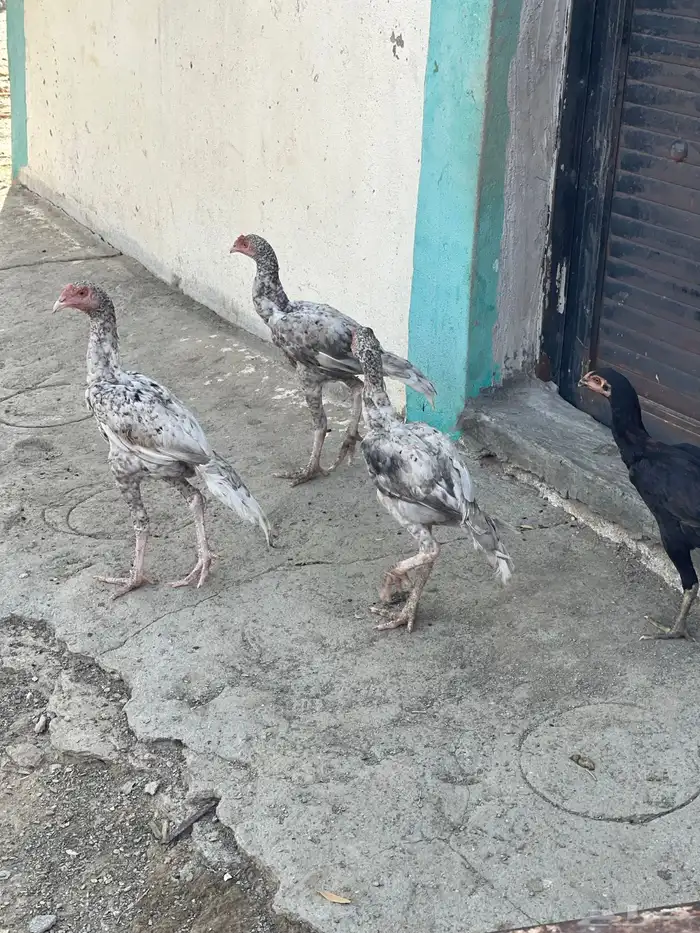 دجاج سندي 3