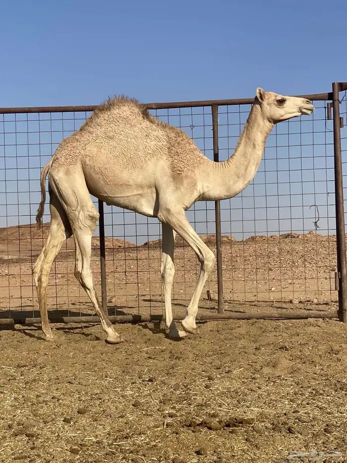 بكره للبيع 1
