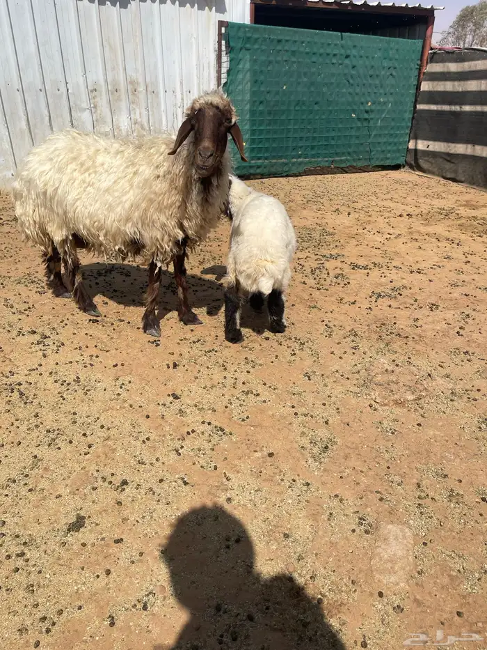 نعيميه صنف رغوث 1