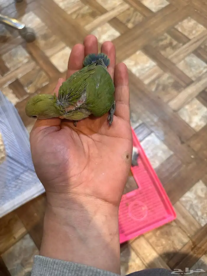 فروخ روز 2