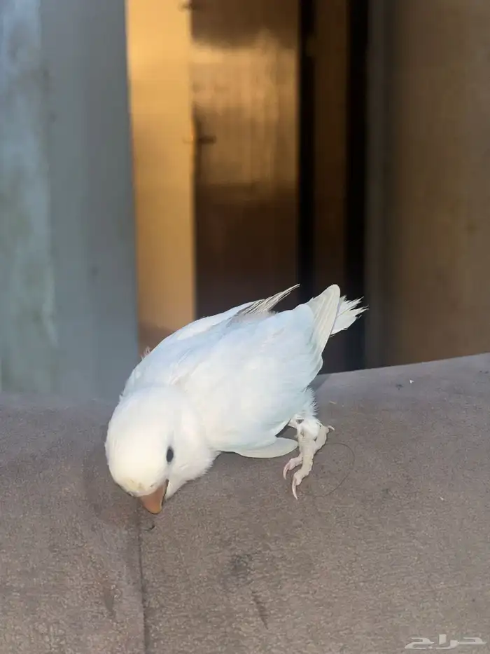 فروخ روز اليفين   انباعو كلهم 2