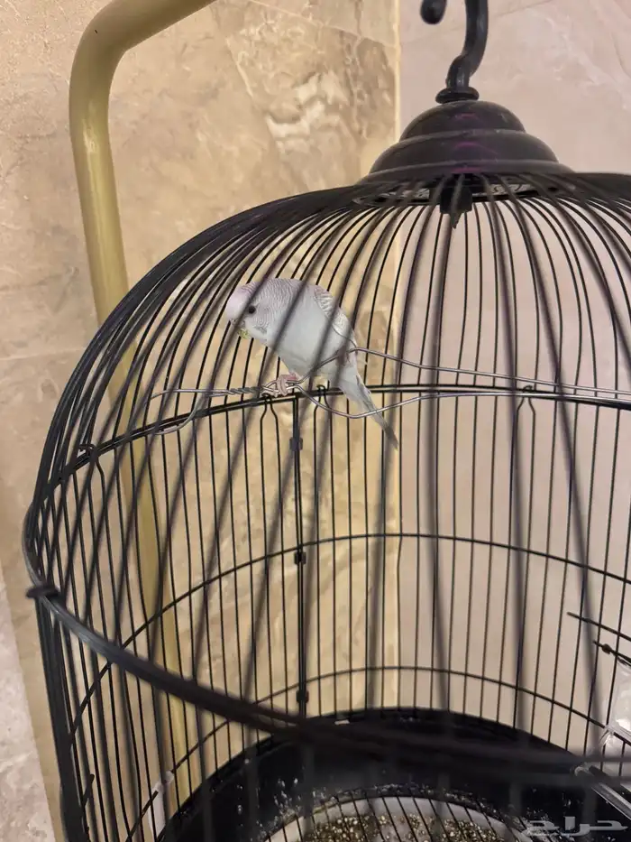 عصفور للبيع 0