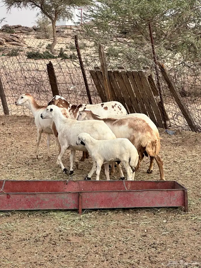 ضان هجين مع رفيد 1