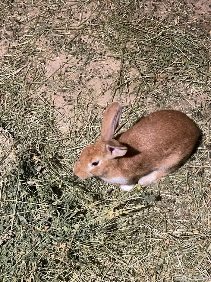 ارانب بلدي 3