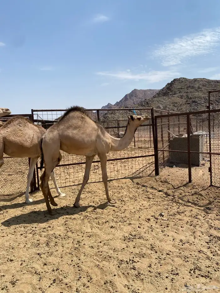 بكره ما شاء الله تبارك الله 0