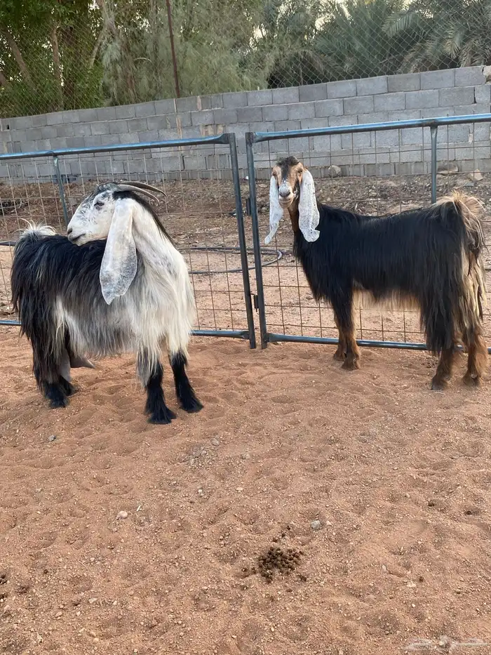 معزا عوارض رباعيات دفيع (تم البيع) 3