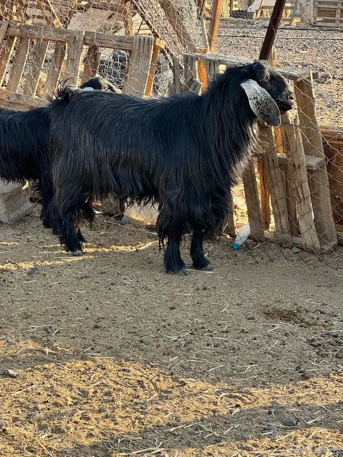 تيس فحل للبيع 2