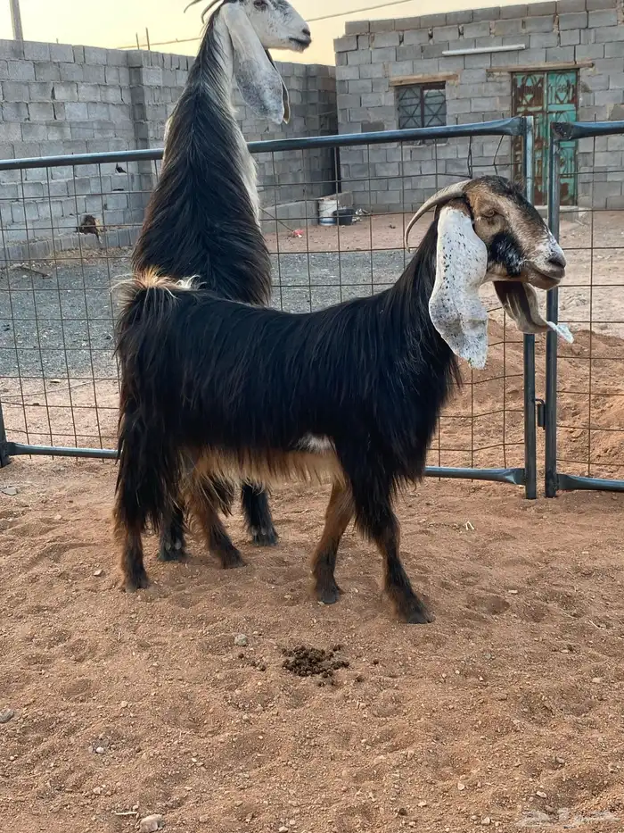 معزا عوارض رباعيات دفيع (تم البيع) 12