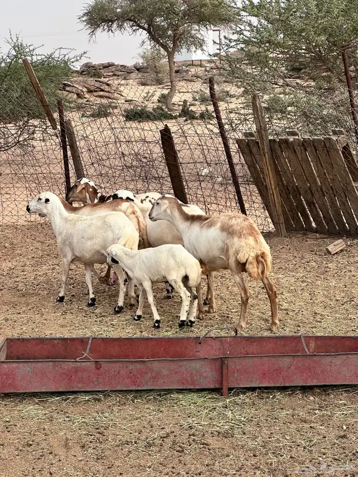 ضان هجين مع رفيد 2