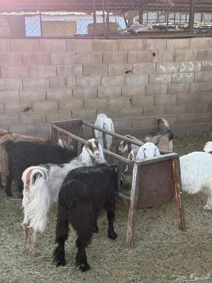 طليان وتيوس ذبايح نظيفه ع الشرط ( سلخ وتوصيل ) 5