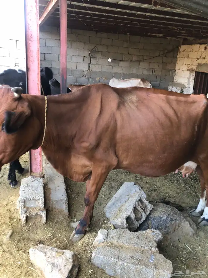 بقرة ناتج تحتها حسيل 5