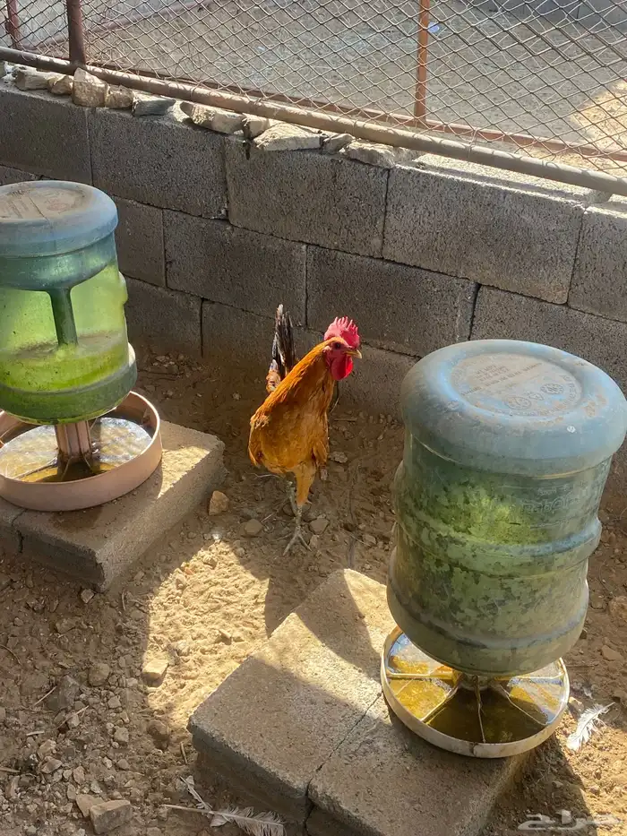 ديك عربي مشروط 0